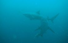 RPA + Mozambik - marzec 2010