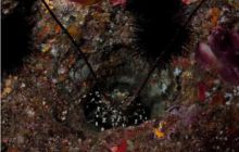 RPA + Mozambik - marzec 2010