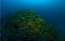 RPA + Mozambik - marzec 2010