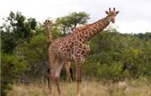 RPA + Mozambik - marzec 2010