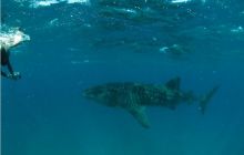 RPA + Mozambik - marzec 2010