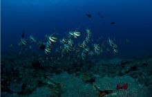 RPA + Mozambik - marzec 2010