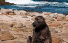 RPA + Mozambik - marzec 2010