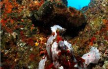 RPA + Mozambik - marzec 2010