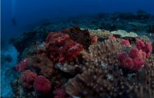 RPA + Mozambik - marzec 2010