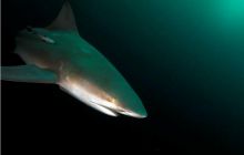 RPA + Mozambik - marzec 2010