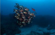 RPA + Mozambik - marzec 2010