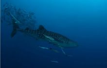 RPA + Mozambik - marzec 2010