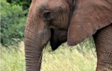 RPA + Mozambik - marzec 2010