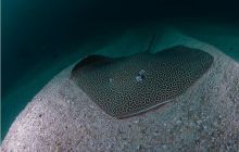 RPA + Mozambik - marzec 2010