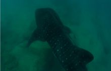 RPA + Mozambik - marzec 2010