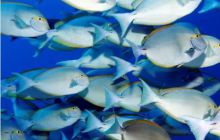 RPA + Mozambik - marzec 2010