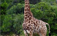 RPA + Mozambik - marzec 2010