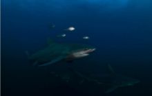 RPA + Mozambik - marzec 2010