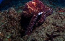 RPA + Mozambik - marzec 2010