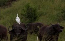 RPA + Mozambik - marzec 2010