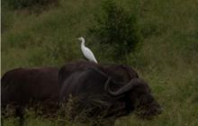 RPA + Mozambik - marzec 2010