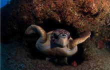 RPA + Mozambik - marzec 2010