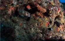 RPA + Mozambik - marzec 2010