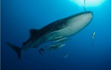 RPA + Mozambik - marzec 2010