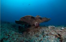 RPA + Mozambik - marzec 2010