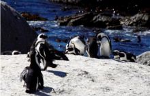 RPA + Mozambik - marzec 2010