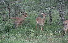 RPA + Mozambik - marzec 2010