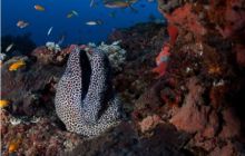 RPA + Mozambik - marzec 2010