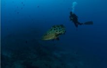 RPA + Mozambik - marzec 2010