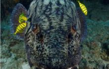 RPA + Mozambik - marzec 2010