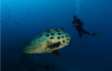 RPA + Mozambik - marzec 2010