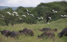 RPA + Mozambik - marzec 2010