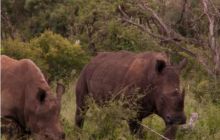 RPA + Mozambik - marzec 2010