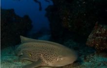 RPA + Mozambik - marzec 2010