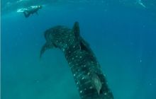 RPA + Mozambik - marzec 2010