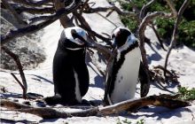 RPA + Mozambik - marzec 2010