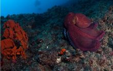 RPA + Mozambik - marzec 2010