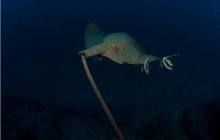 RPA + Mozambik - marzec 2010