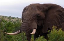 RPA + Mozambik - marzec 2010