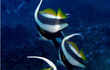 RPA + Mozambik - marzec 2010