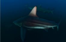 RPA + Mozambik - marzec 2010