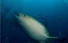 RPA + Mozambik - marzec 2010