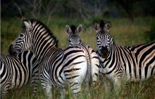 RPA + Mozambik - marzec 2010