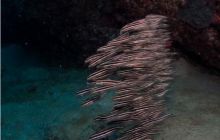 RPA + Mozambik - marzec 2010