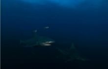 RPA + Mozambik - marzec 2010