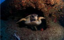 RPA + Mozambik - marzec 2010