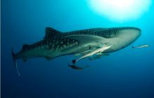 RPA + Mozambik - marzec 2010