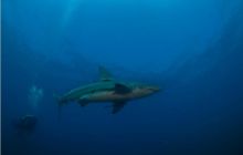 RPA + Mozambik - marzec 2010