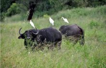 RPA + Mozambik - marzec 2010