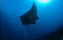 RPA + Mozambik - marzec 2010